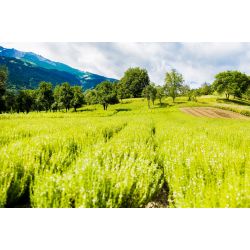 BIO-Bohnenkraut Ätherisches Öl  aus dem Wallis, 100% rein - 10ml - L'essencier