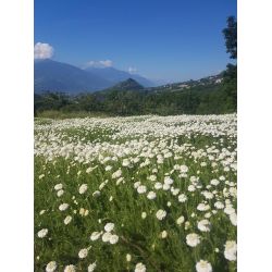 Huile essentielle de Camomille romaine  (noble) BIO du Valais, 100% pure - 3ml - L'essencier