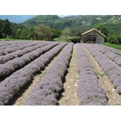 Bio Thymian Linalool ätherisches Öl aus dem Wallis, 100% rein - 5ml - L'Essencier