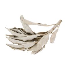 Salvia bianca della California - 2 rami - Les encens du monde