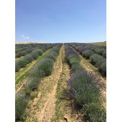 Huile essentielle BIO de Lavande Vraie - 10ml - De Saint Hilaire