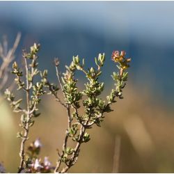 Thym sauvage des Garrigues BIO - 20g - Aromandise