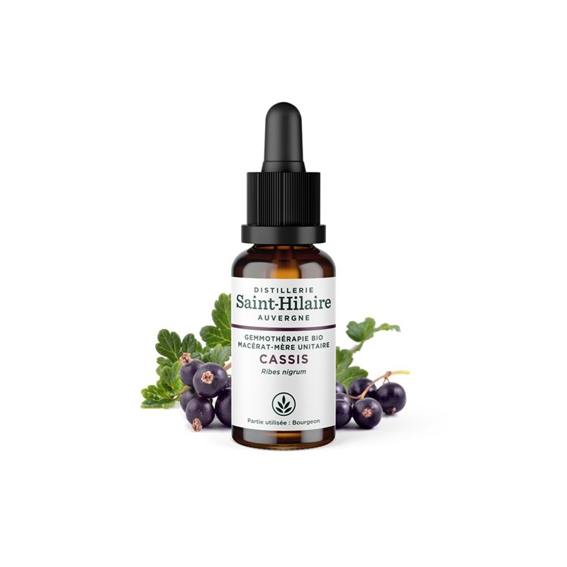 Mazerat aus schwarzen Johannisbeerknospen - 30ml - Saint-Hilaire