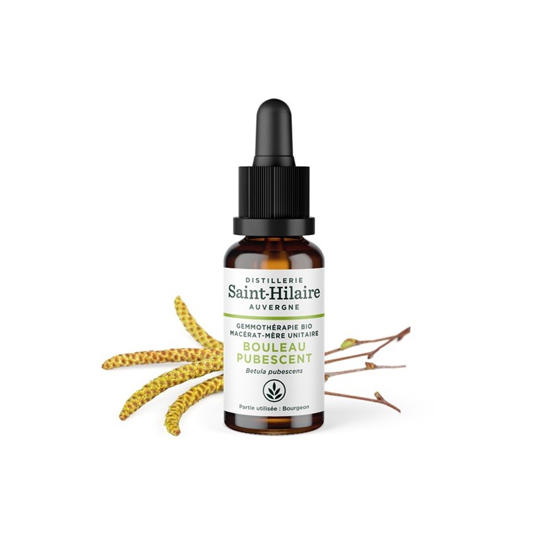 Macérat glycériné BIO de bourgeon de Bouleau (Pibescent) - 30ml - Saint-Hilaire