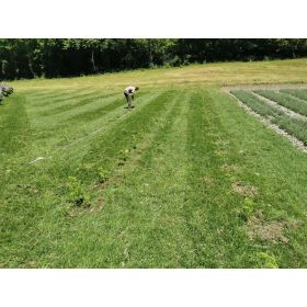 Einjähriger Beifuss BIO (Artemesia annua) für Kräutertees - 20g - L'essencier