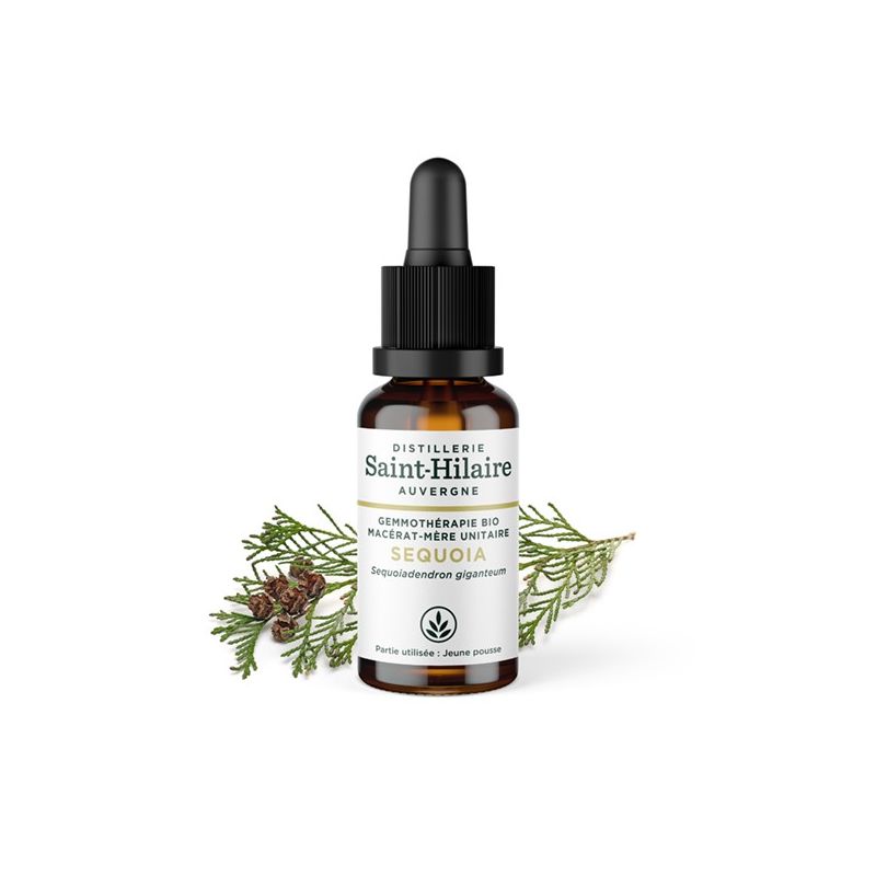 BIO Sequoia Knospen Muttermazerat (Glyzerin) - 30ml - Saint-Hilaire