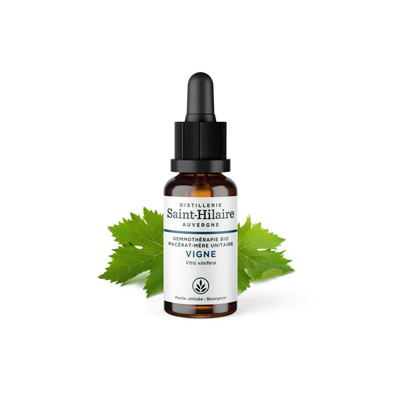 Weinrebe Knospe Bio Muttermazerat (Glyzerin) - 30ml - Saint-Hilaire