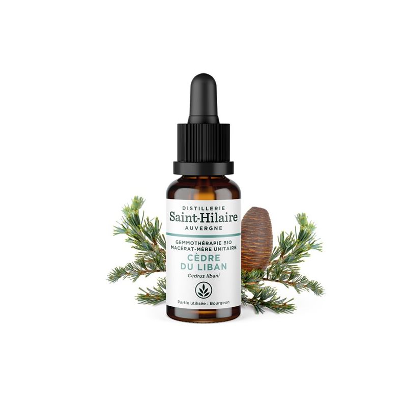Madre-macerato biologico (glicerina) di gemme di Cedro del Libano - 30ml - Saint-Hilaire