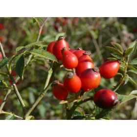 Hagebutte Bio aus dem Wallis (Rosa Canina) für Kräutertees - 150g - L'essencier