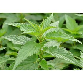 Brennnessel Bio aus der Schweiz (Urtica dioica) für Kräutertees - 40g - L'essencier