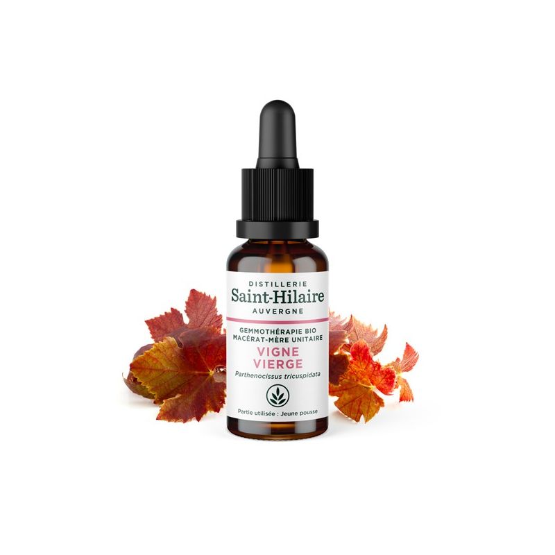 Bio-Jungfernrebeknospen Muttermazerat (Glyzerin) - 30ml - Saint-Hilaire