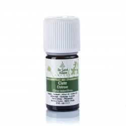 Zistrose ätherisches Öl - 5ml - De Saint Hilaire