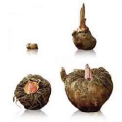 Strofinaccio per il viso 100% naturale Konjac, riutilizzabile - Sun & Sia